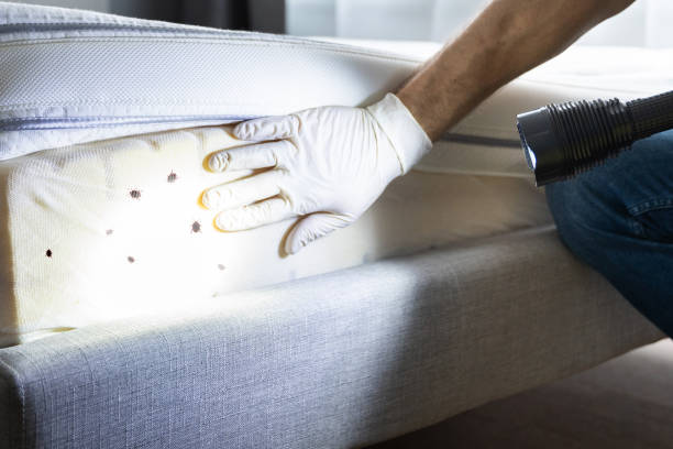 Best Insect Control  in Semmes, AL