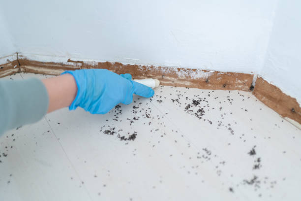 Best Affordable Pest Control Services  in Semmes, AL