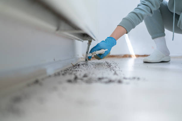 Best Local Pest Control Services  in Semmes, AL